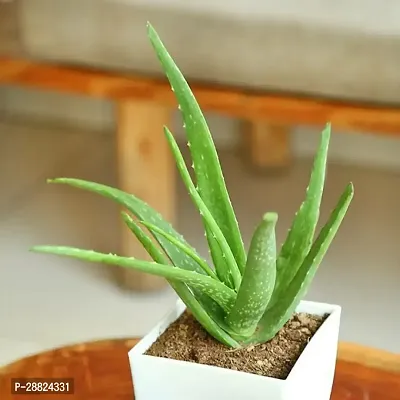 Baishnab  AASA11 Aloe Vera Plant-thumb0