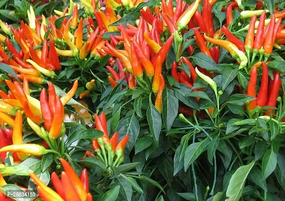 Baishnab Mirchi seed tt 200psZ13  PREMIUM   GERMINATION 200 SEEDS OF CHILLI MIRCHI200PIECE-thumb0