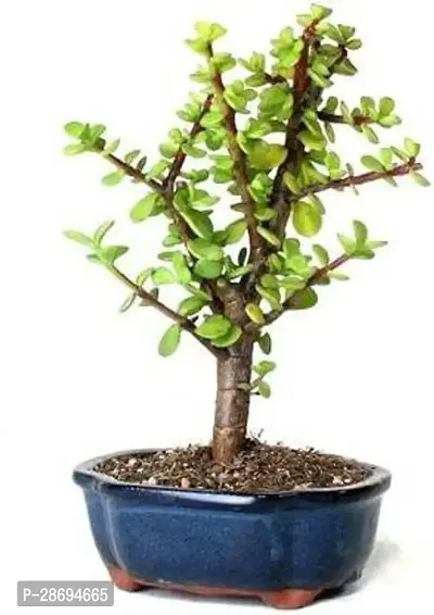 Baishnab Jade Plant jade plant 0009-thumb0