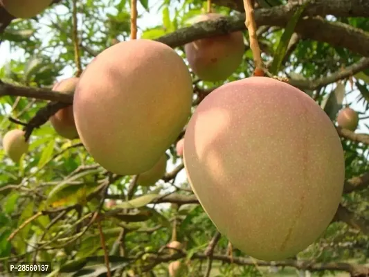 Baishnab Mango Plant foren mango