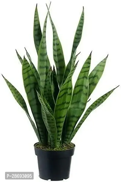 Baishnab Snake Plant Green Snake Plant-thumb0