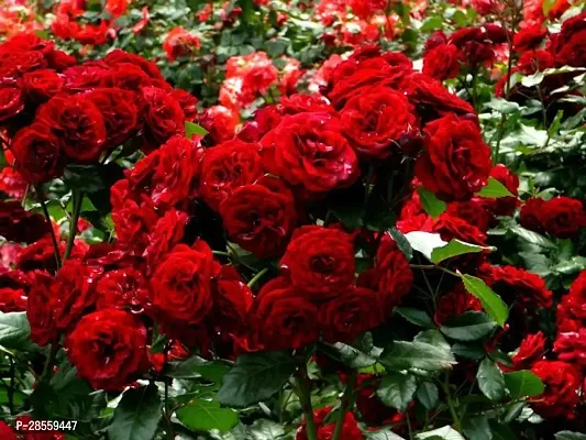 Baishnab Rose Plant red rose16