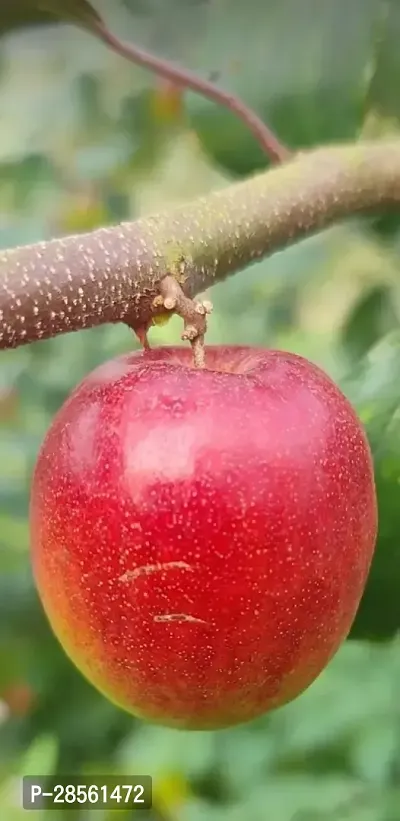 Baishnab Ber Apple Plant MissIndiaAppleBer01-thumb3