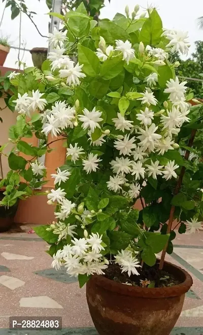 Baishnab  Star Jasmine Live Flower Plant CF478 Ja