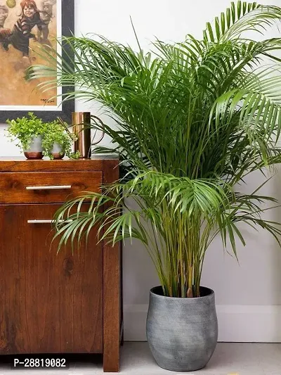 Baishnab  Areca Plam plant 2 Areca Plam-thumb0