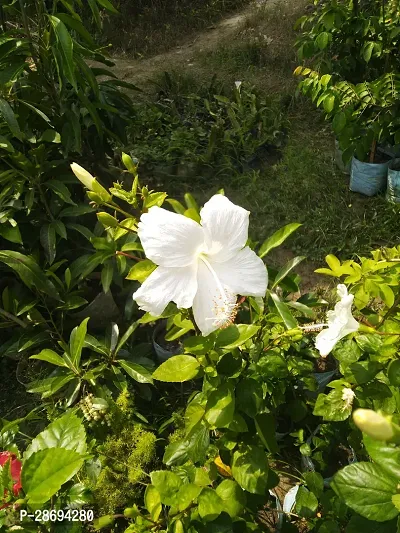 Baishnab Hibiscus Plant White hibiscus-thumb0