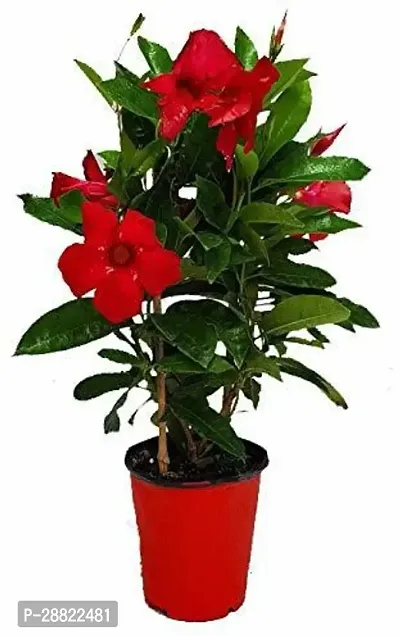 Baishnab  Mandevilla Red Flowers PlantCFA301 Man