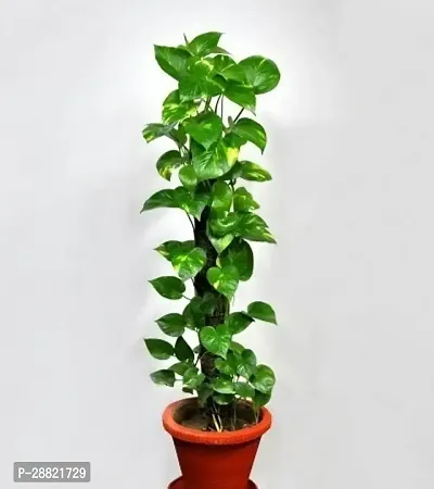 Baishnab  Rolling money plants Money Plant-thumb0