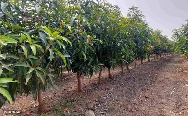 Baishnab Mango Plant Growing mango plant-thumb0