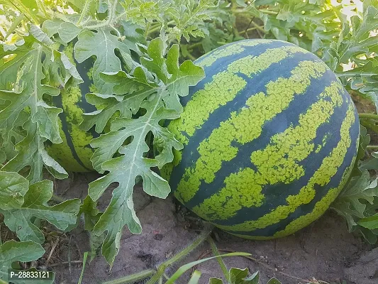 Baishnab Water Melon Seed 50 per packet33WTR MLN 1150PIECE