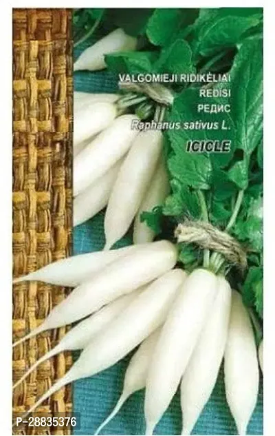 Baishnab Seed 500per packet XF448 Radish Icicle Seeds500PIECE-thumb0