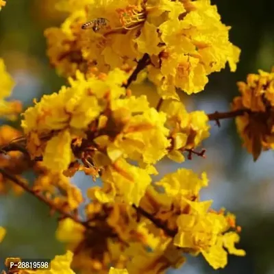 Baishnab Jasmine Plant