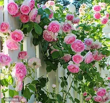 Baishnab  Pink Queen Climbing Rose perinnial Flower-thumb0