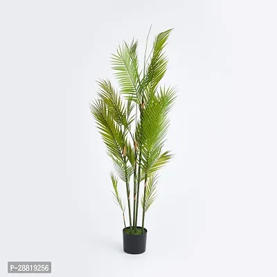 Baishnab  ARECA PLAM121 Areca Plam-thumb0