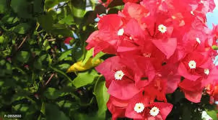 Baishnab Bougainvillea Plant Bougainvillea Flower Plant(11)