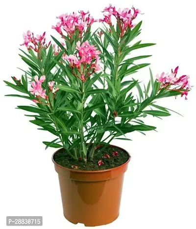 Baishnab  kaner outdoor plant with pot color pink-thumb0