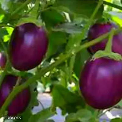 Baishnab Brinjal seed c 35psNSIC14735PIECE