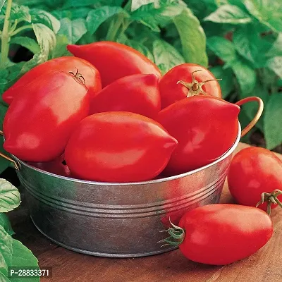 Baishnab tomato seed 100 pds cmioBig Mama Hybrid Large Red Paste Tomato Seeds100PIECE