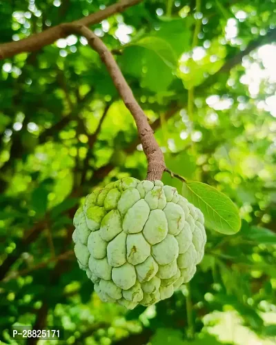 Baishnab  Custard Apple Live Plant CF0060 Custard-thumb0