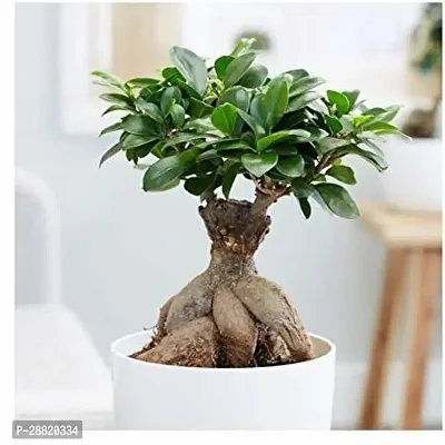 Baishnab  TIGbonfic6 Ficus Plant-thumb0