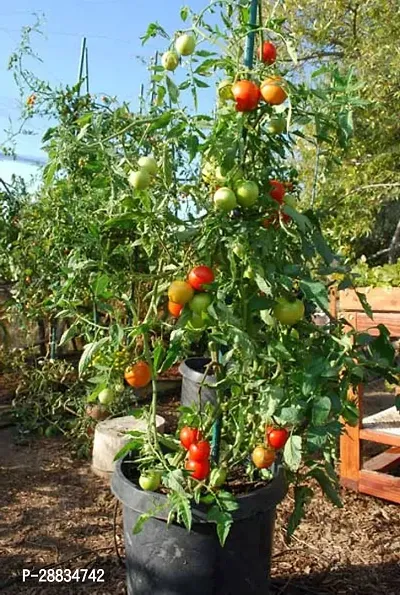 Baishnab tomato seed 500 ps hhdeHigh Yield Pusa Ruby Hybrid Tomato Seeds500PIECE