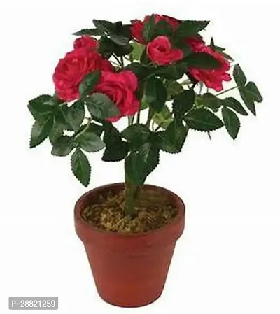 Baishnab  ARTFULCREATURE1233 Rose Plant