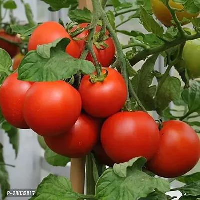 Baishnab TOMATO SEEDS 800 per packet  rbTomato Hybrid Seeds    T2267800PIECE