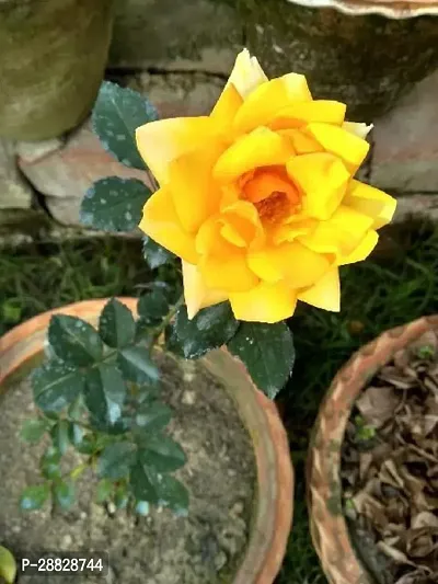 Baishnab  beautifull rose live plant 131 Rose Plant-thumb0