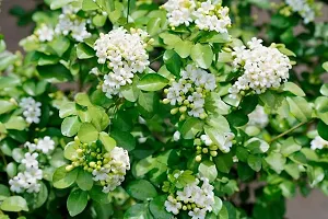 Baishnab Murraya Paniculata Plant Murraya Panniculata-thumb1