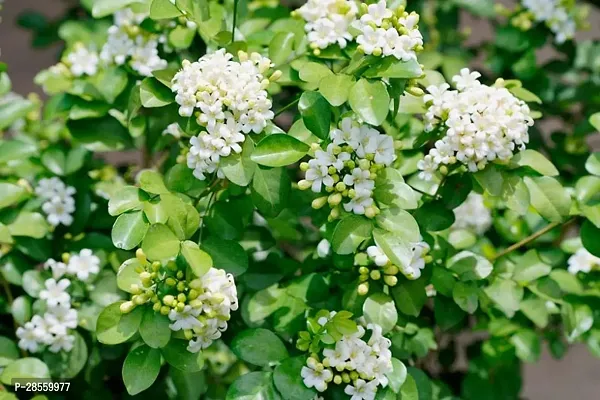 Baishnab Murraya Paniculata Plant Murraya Panniculata-thumb2