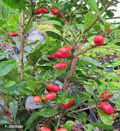 Baishnab  Badami Miracle Fruit  Plant For Outdoor G-thumb0