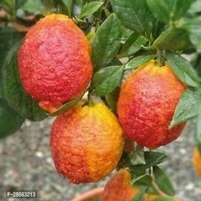 Baishnab Lemon Plant RARE AND BEAUTIFUL Citrus Red Lemon-thumb0