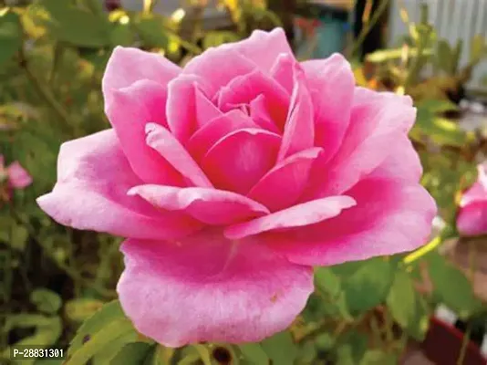 Baishnab  american pink rose plant Rose Plant-thumb0