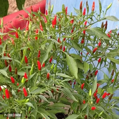 Baishnab Chilli seed 50ps mc gv2SSD100PIECE-thumb0