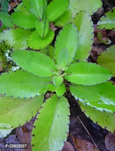 Baishnab  Pathorkuchi plant Pansy Plant-thumb0