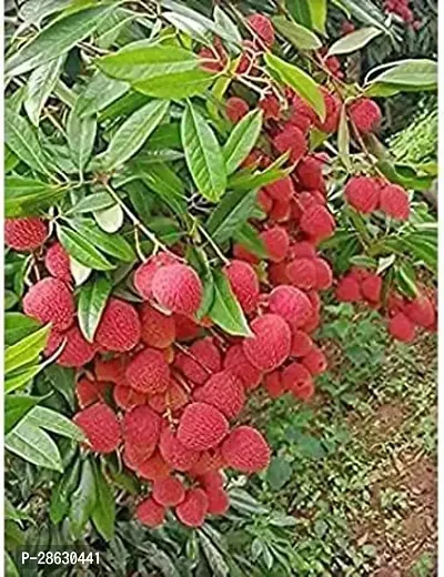 Baishnab Litchi Plant Hybrid Litchi Plant_E43 -PACK OF 1_34