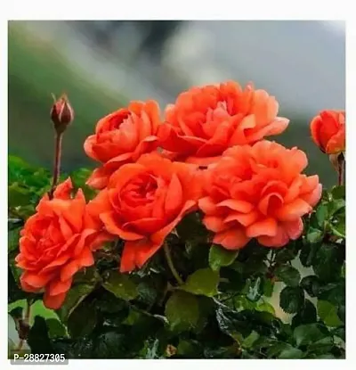 Baishnab  Rare Exotic Orange Climber Rose Flower Li-thumb0