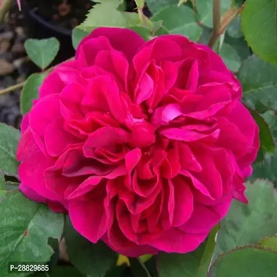 Baishnab  Hybrid Live Rose PlantCF0501 Rose Plant-thumb0