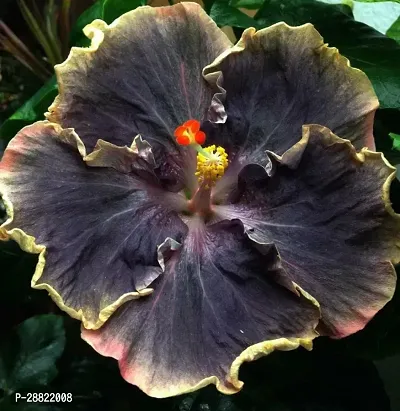 Baishnab  Hybrid Hibiscus Flower Live PlantCF384