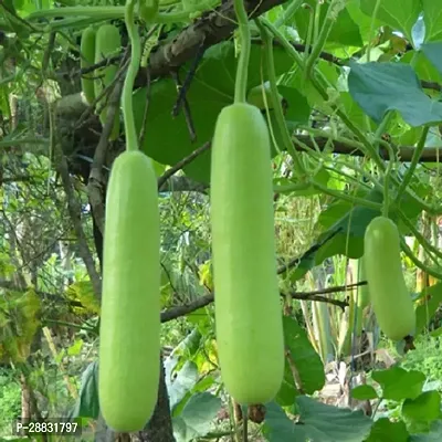 Baishnab Lau  Seed 20 psLong Bottle Gourd   20 Seeds20PIECE-thumb0