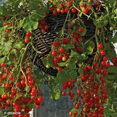 Baishnab Earth Seeds R 42TOMATO54153PIECE-thumb0