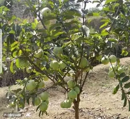 Baishnab Guava Plant Thai Dwarf Inside Pink Sweet Crunchy Great Taste Guava Air Layered Healthy Plants-thumb3