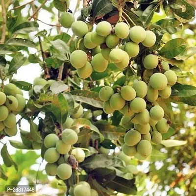 Baishnab  PLANTSNSEED Mango816 Mango Plant