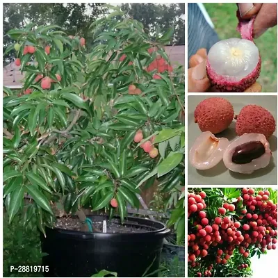 Baishnab  Litchi 11 Litchi Plant