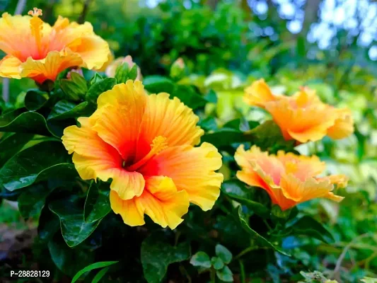 Baishnab  Hibiscus Yellow CF20331 Hibiscus Plant