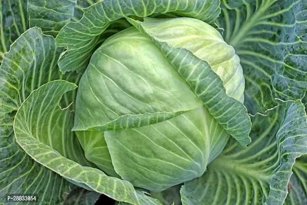 Baishnab Cabbage Seed 60 Ps NXX 21260PIECE-thumb0