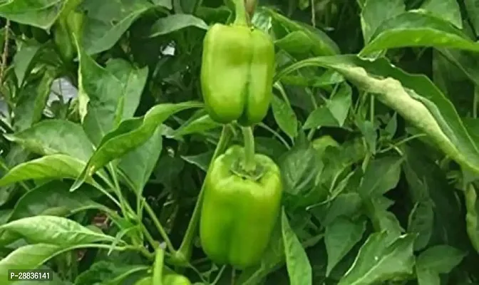 Baishnab Capsicum sed 200ps jjIND 65   BEST QUALITY HYBRID HIGH PRODUCTION F1 CAPSICUM MIX SEED OF CAPSICUM HIGH IN TASTE   SHIMLA MIRCH PACK OF 200 SEEDS   GERMINATION IMPORTED SEED PACK OF 150 SEEDS200PIECE-thumb0