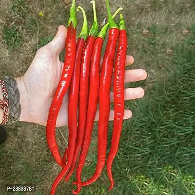 Baishnab Chilli seed 120 per packet yuiF1 Hybrid Red Long Chili Seeds120PIECE