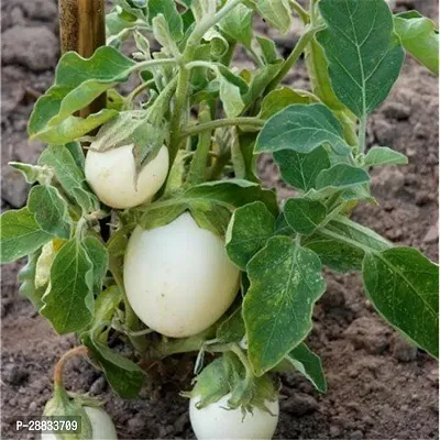 Baishnab Earth Seeds P212Brinjal SEEDS  26100PIECE