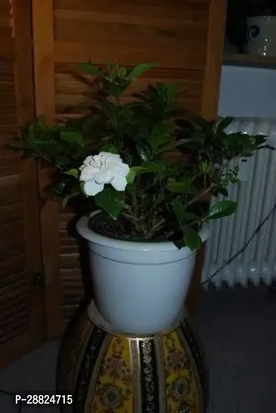 Baishnab  UJU111 Jasmine Plant